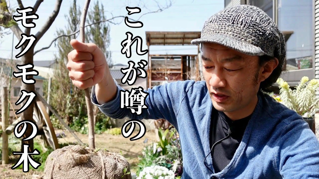 今後人気出る庭木を鉢植えします【園芸超人カーメン君】