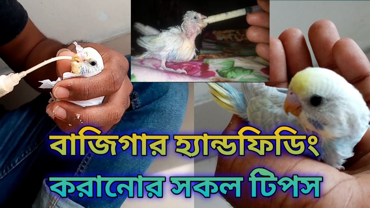 বাজিগার ও অন্যান্য পাখির হ্যান্ডফিডিং কৌশল  / How to hand feed birds #budgie_handfeeding