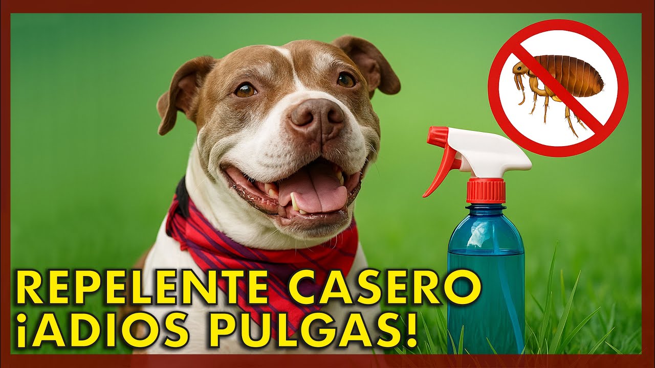 ¡Haz este repelente casero y olvídate de las pulgas en tu perro!  🐶🕷🚫