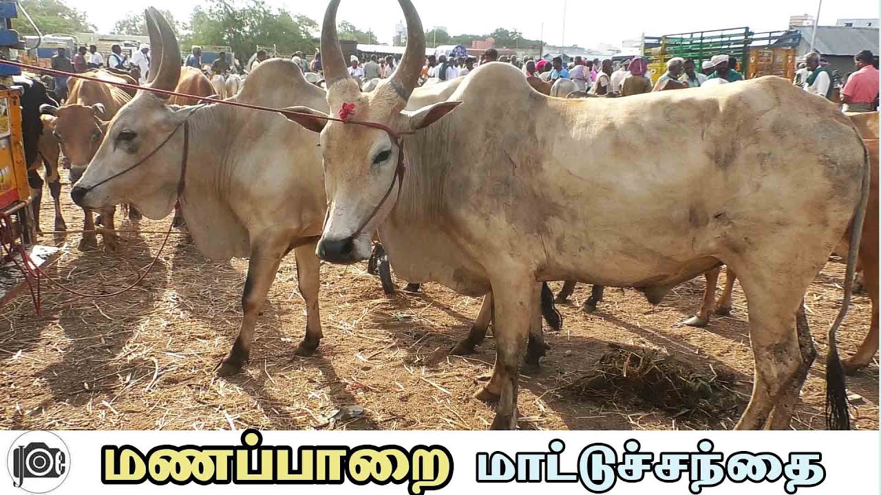 Manapparai mattu santhai | மணப்பாறை மாட்டு சந்தை