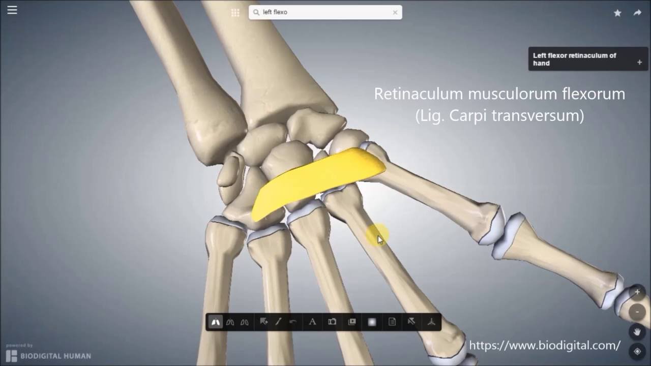 Karpaltunnel und Sehnenfächer der Hand