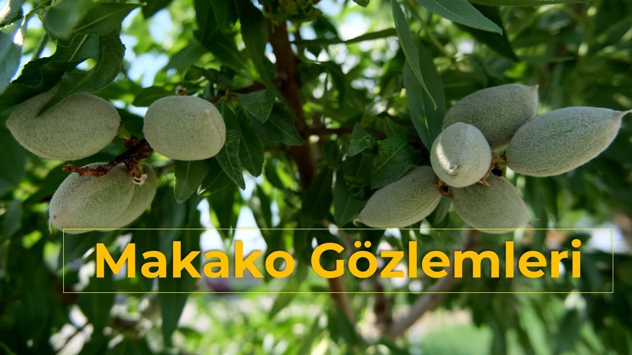 Makako Gözlemleri