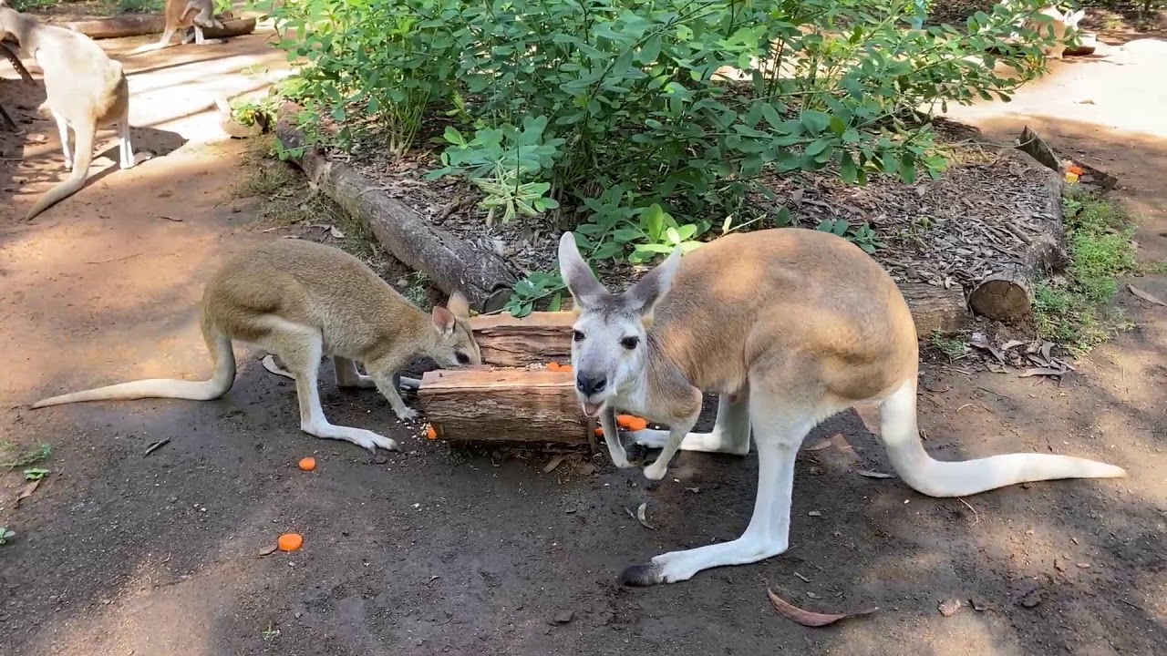 Discover the Wild - Wallaby and Wallaroo