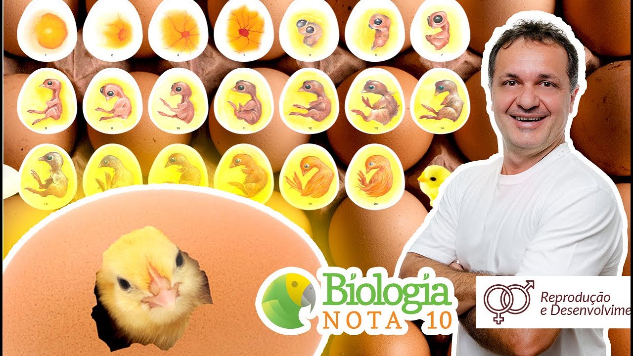 Ovo - Anexos Embrionários | Biologia Nota 10 com Professor Cléber Hidalgo