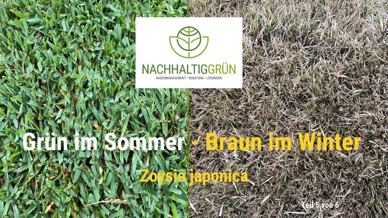 Zoysia japonica – Vom braunen Winterschlaf zum satten Sommergrün l Nachhaltig Grün l WarmSeasonGrass