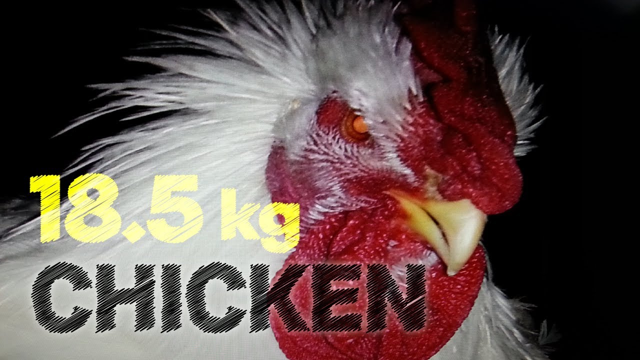18.5 Kg Ambros Broiler Chicken