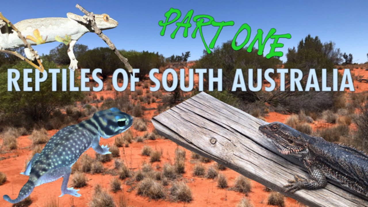 South Australia Herp Trip | Bearded Dragon Knob-Tailed Gecko Spiny-Tailed Gecko
