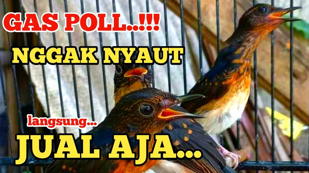 Pancingan murai trotol agar ngeplong dan murai batu pastol bunyi gacor | Kretekan murai batu 4