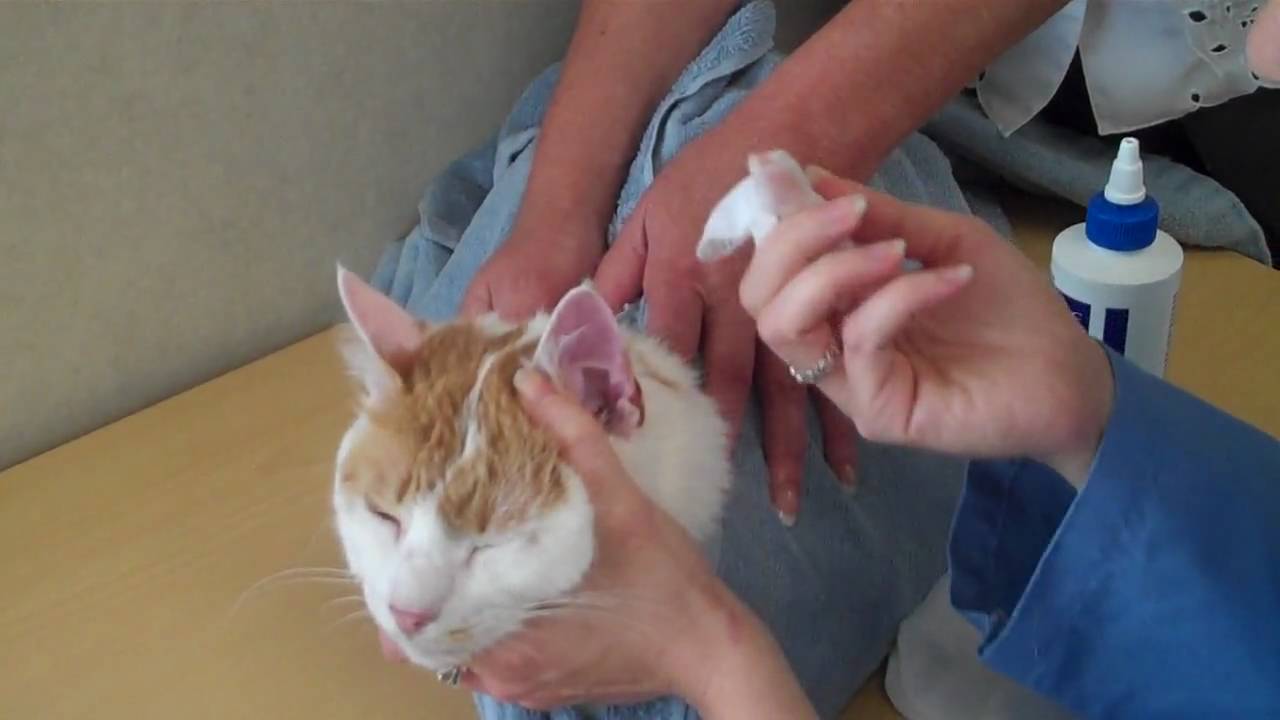 How to Clean a Cat's Ears
