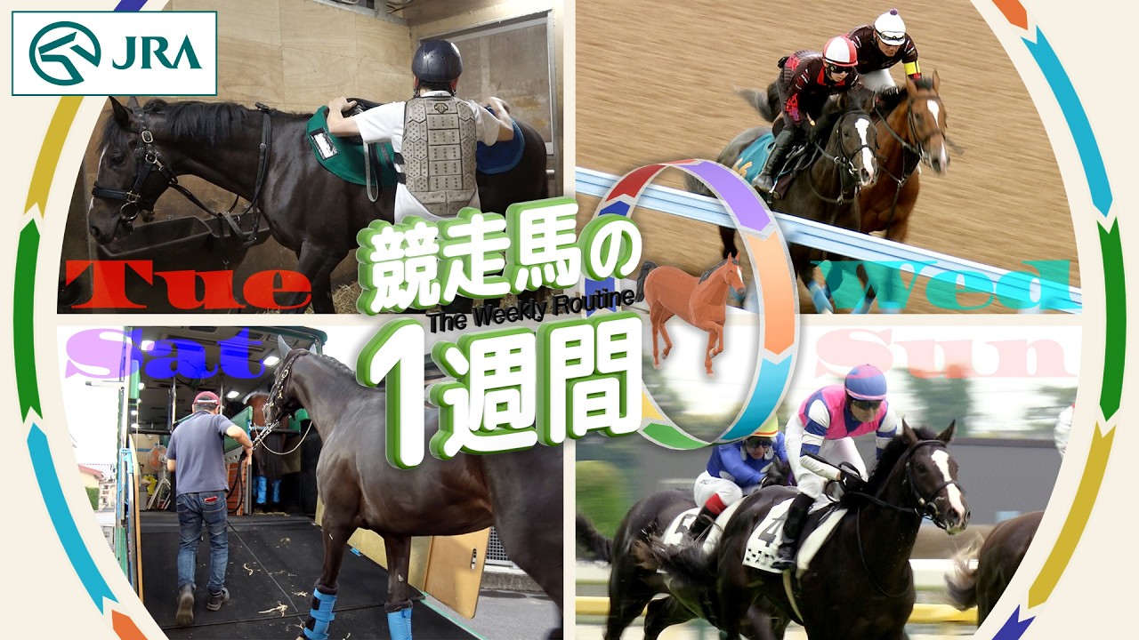 競走馬の一週間 | JRA公式