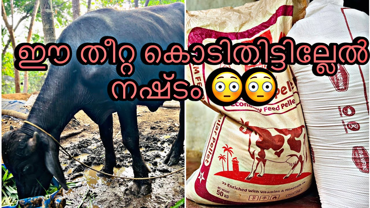 ഈ തീറ്റ കൊടുത്തില്ലേൽ നഷ്ടം 😳
