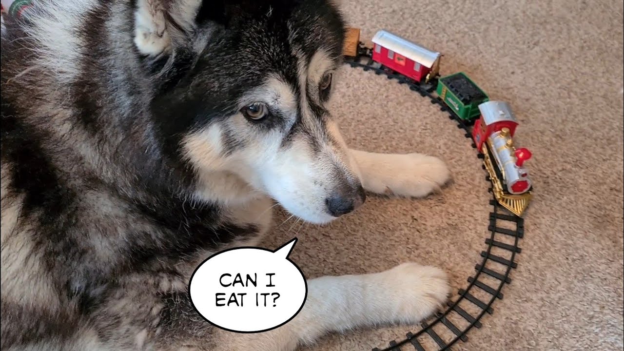 Fluffy Malamute gets a New Train Set | Merry Christmas to All
