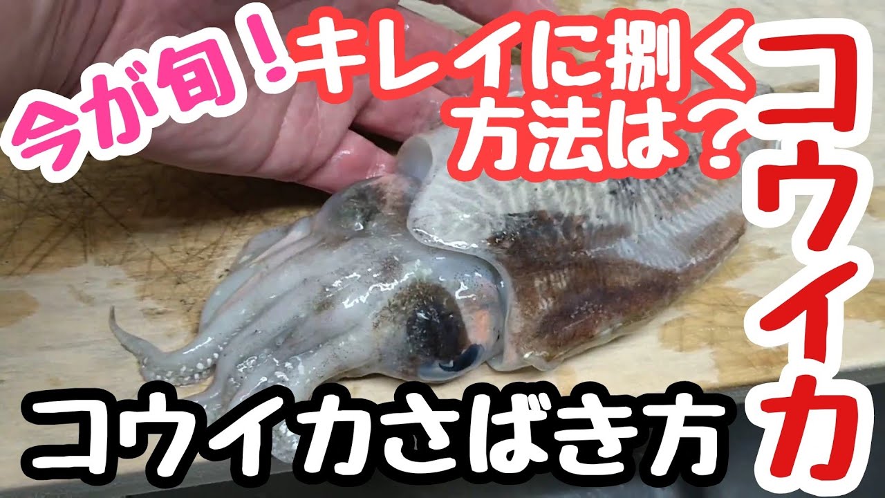 コウイカさばき方　コウイカを綺麗に捌く方法!
