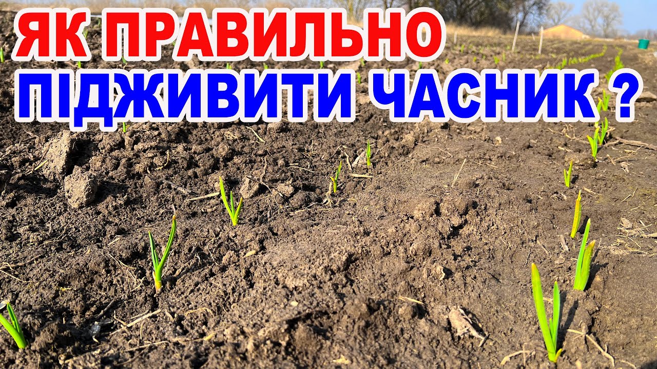 Чим підживити часник після зими ? Головні правила