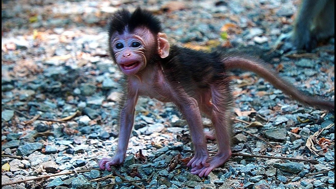 Mom Monkey ANNA Lets Her Newborn BABY AMINA Walk, Looks so Lovely