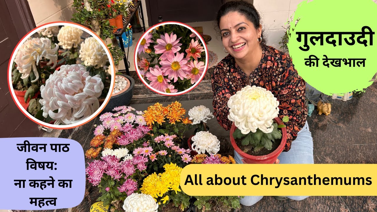 Chrysanthemum Care || गुलदाउदी के बारे में सब कुछ || जीवन का सबक: ना कहने का महत्व #getmyharvest