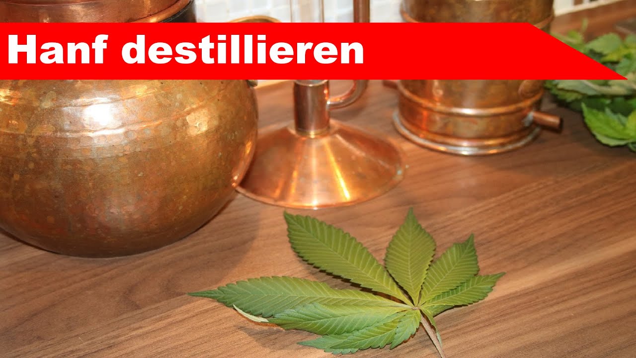 🌷 Hanf destillieren 🌻 - &auml;therisches Cannabis-&Ouml;l selber machen - diSTILLed
