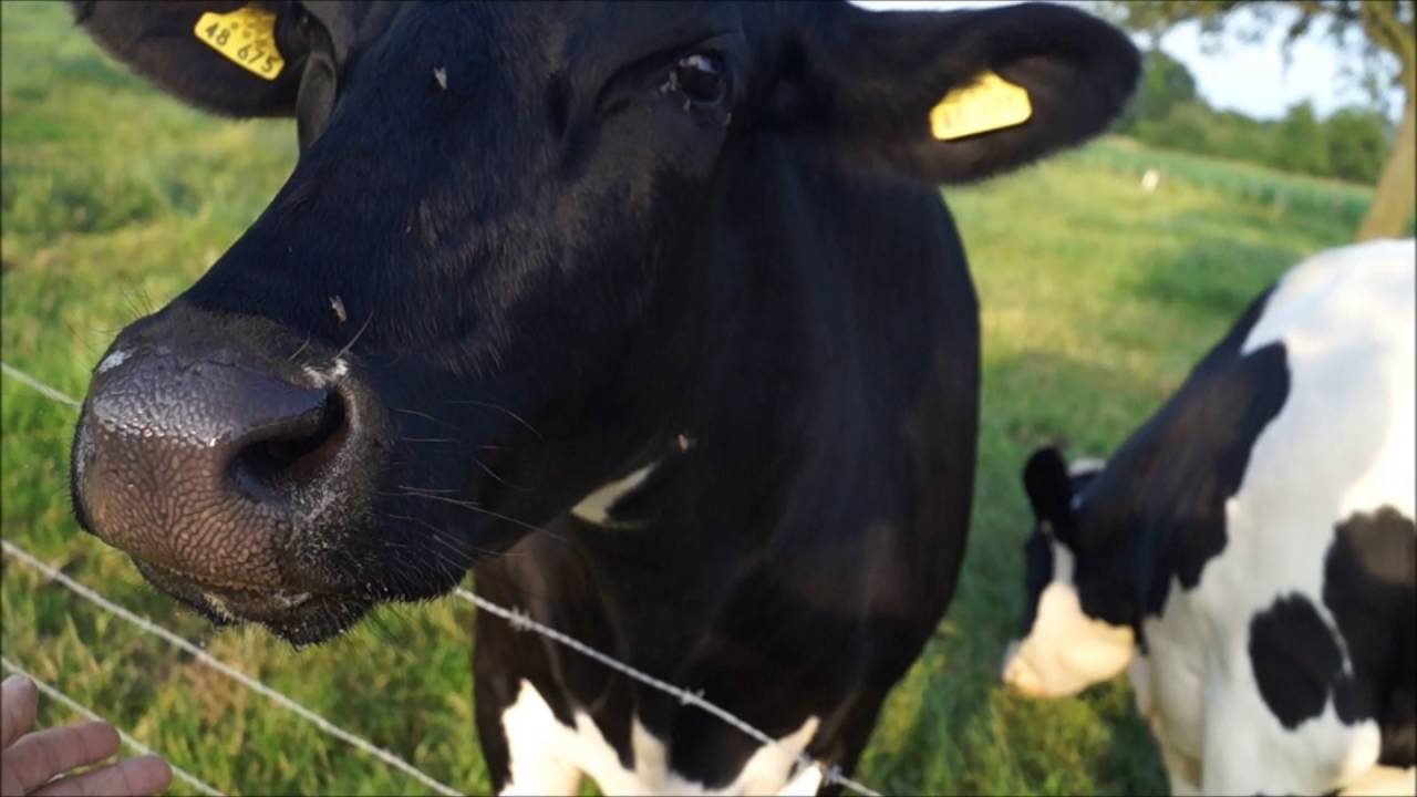 curious happy cow Holstein-Friesian licks hand longest tongue - neugierige Kuh Riesen-Zunge