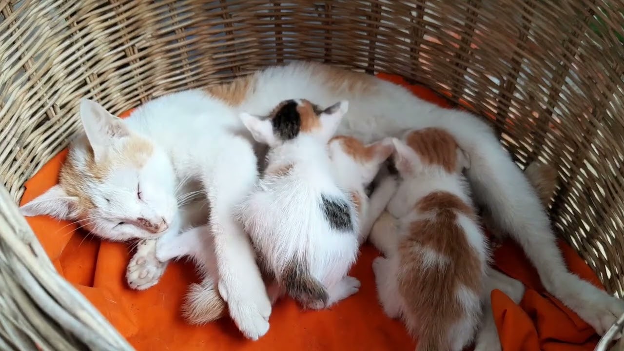 Mom cat is sleeping well when so tired, feeding milk for her beloved kittens 