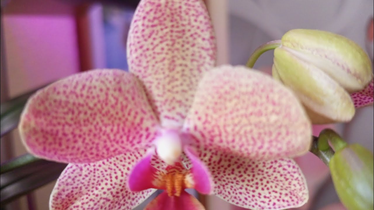 13.03.2026.ИМПРОВЕЗИРОВАНЫЙ МОДУЛЬ ДЛЯ ОРХИДЕЙ, НОВЫЕ РОСПУСКИ 👍☀️🌺