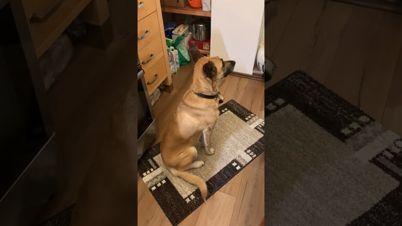 Hundevideo von Kati vom 31 Dezember 2025