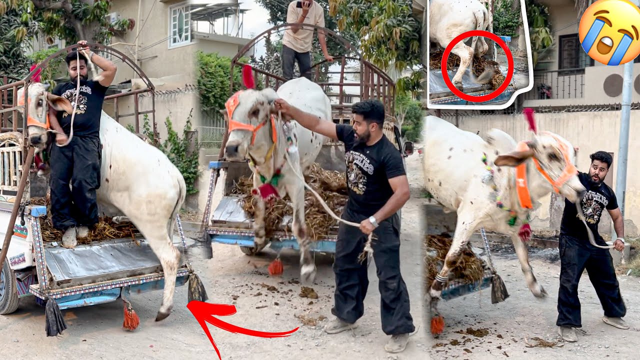 MY COW UNLOADING GONE WRONG 😭 I TIRE BLAST | SYED FAHAD