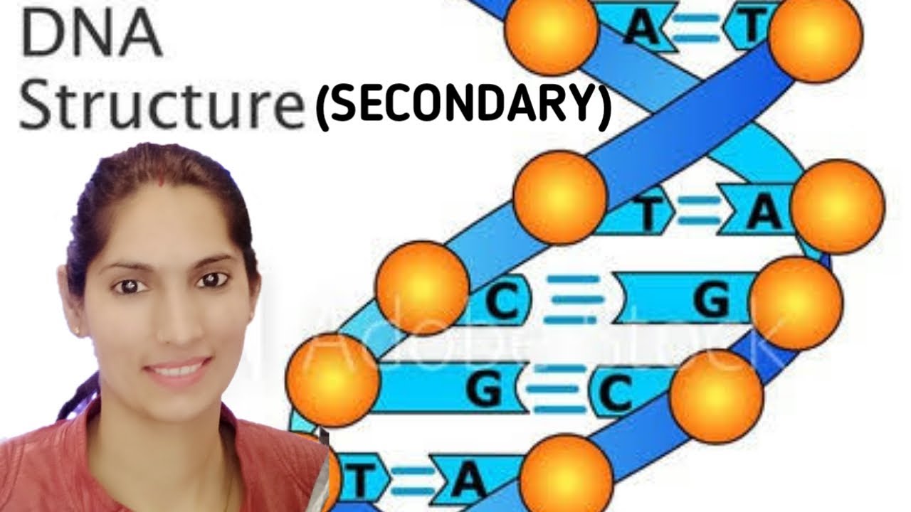 Secondary Structure of DNA  for Bsc, Msc, NET , CTET, HTET