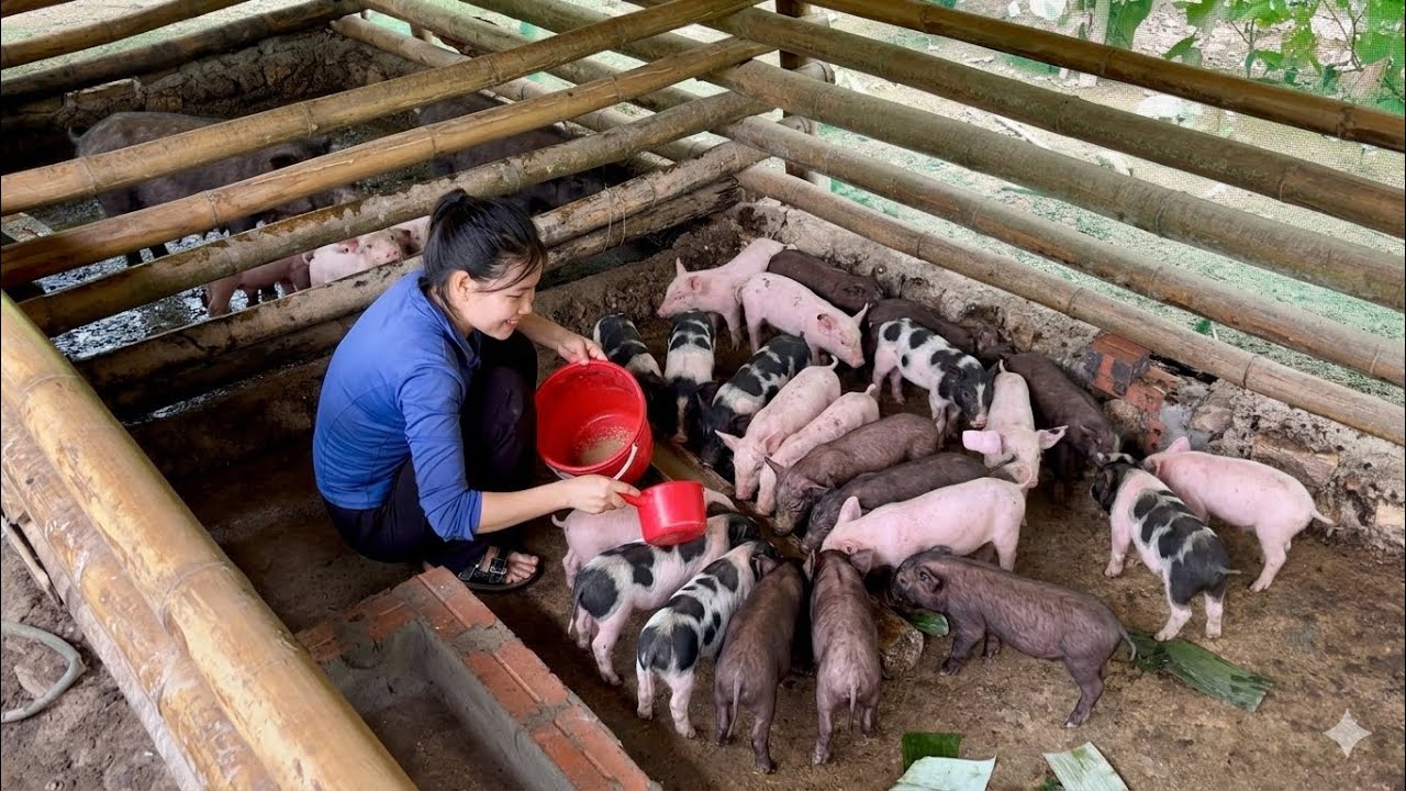 Hồng buys more piglets to raise and sows seedlings for the new crop.
