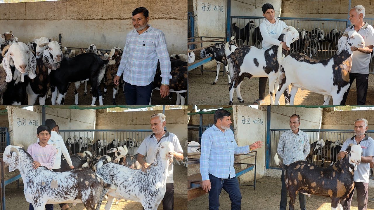 Doodh Pete Bache Kaise Hogaye 100 Kg | Super Collection Of Super Goat Farm Gujarat. 