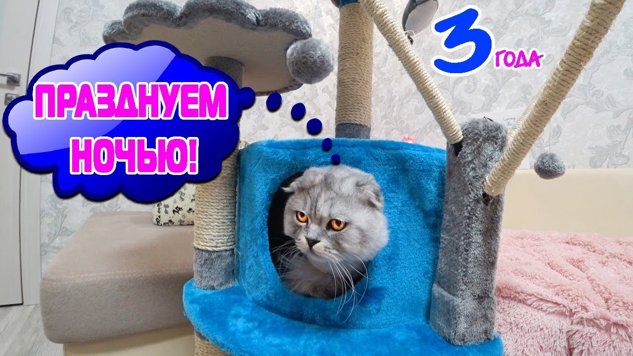 ДЕНЬ РОЖДЕНИЯ КОТА КЕВИНА! ПРАЗДНУЕМ НОЧЬЮ + ОГРОМНЫЙ ПОДАРОК
