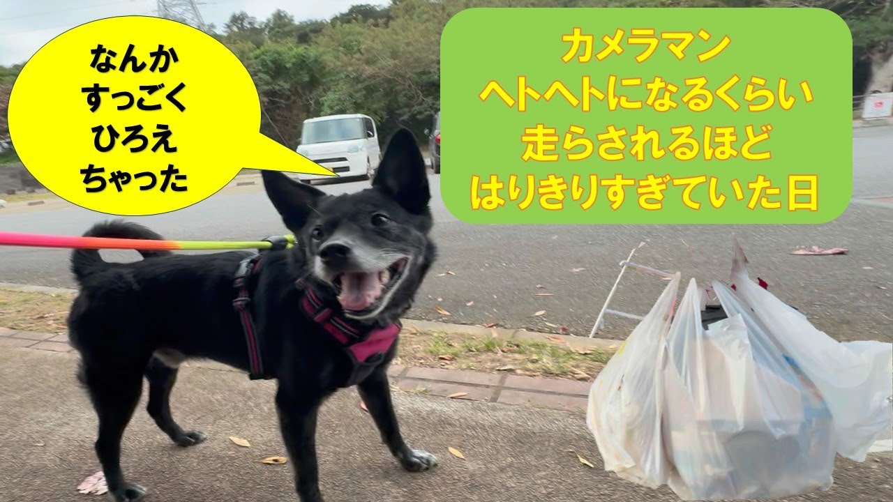 【ワンワンゴミ拾い】１月　浦添大公園　がっちゃん張り切りすぎてます
