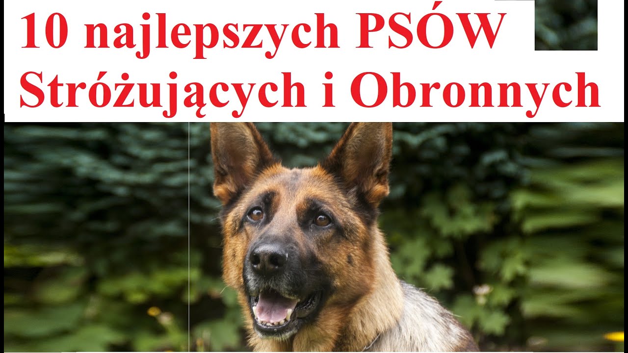 10 najlepszych Psów Stróżujących i Obronnych