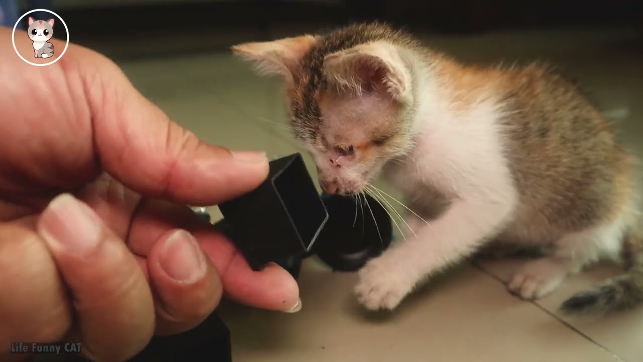 My cute cat plays something like fun