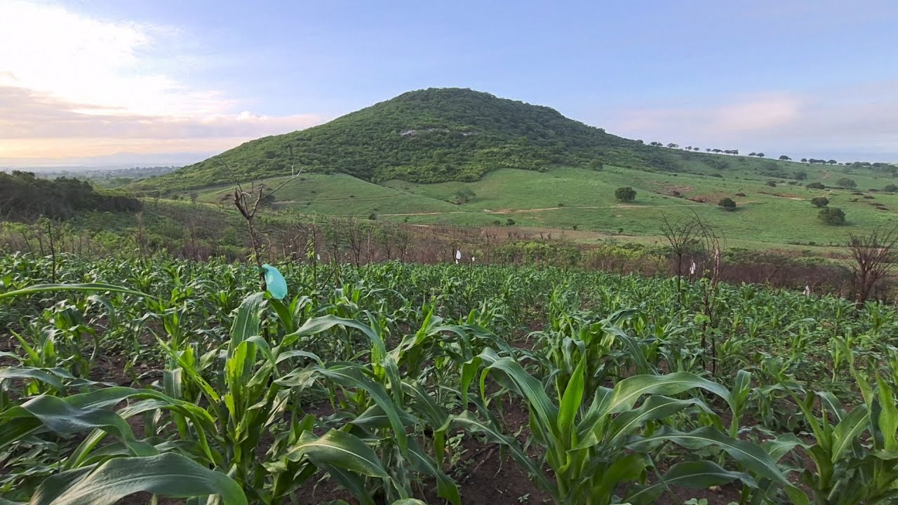 Uma roça maravilhosa de milho e fava no agreste da paraíba #vidanaroça