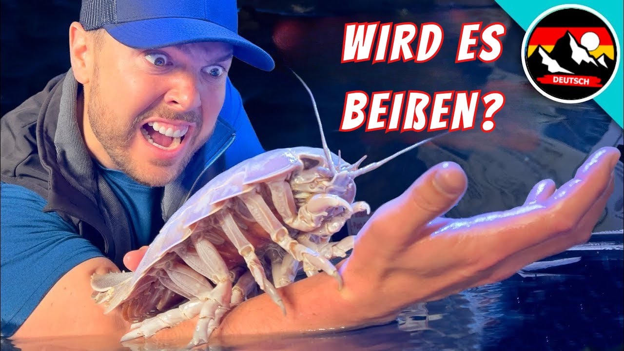 Gebissen von einer Tiefseekreatur! Hat die RIESENASSEL Vorliebe für Menschenfleisch?
