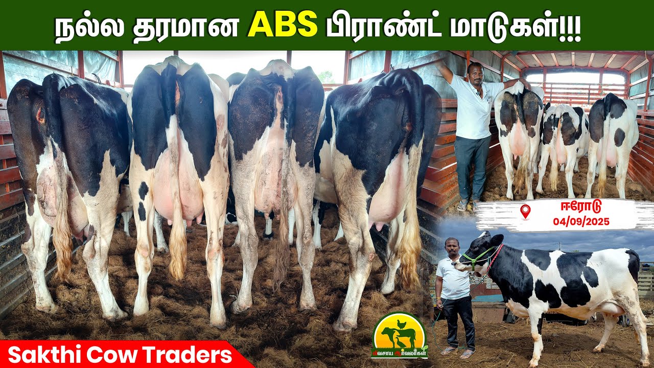 Today we have taken 35 quality ABS cows #cow #farming