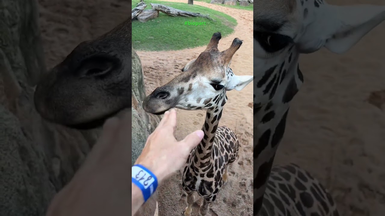 #spain #valencia #automobile #travel #bioparc #birds #animals #zoo #zoom #leo