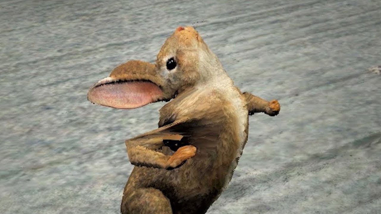 Bunny