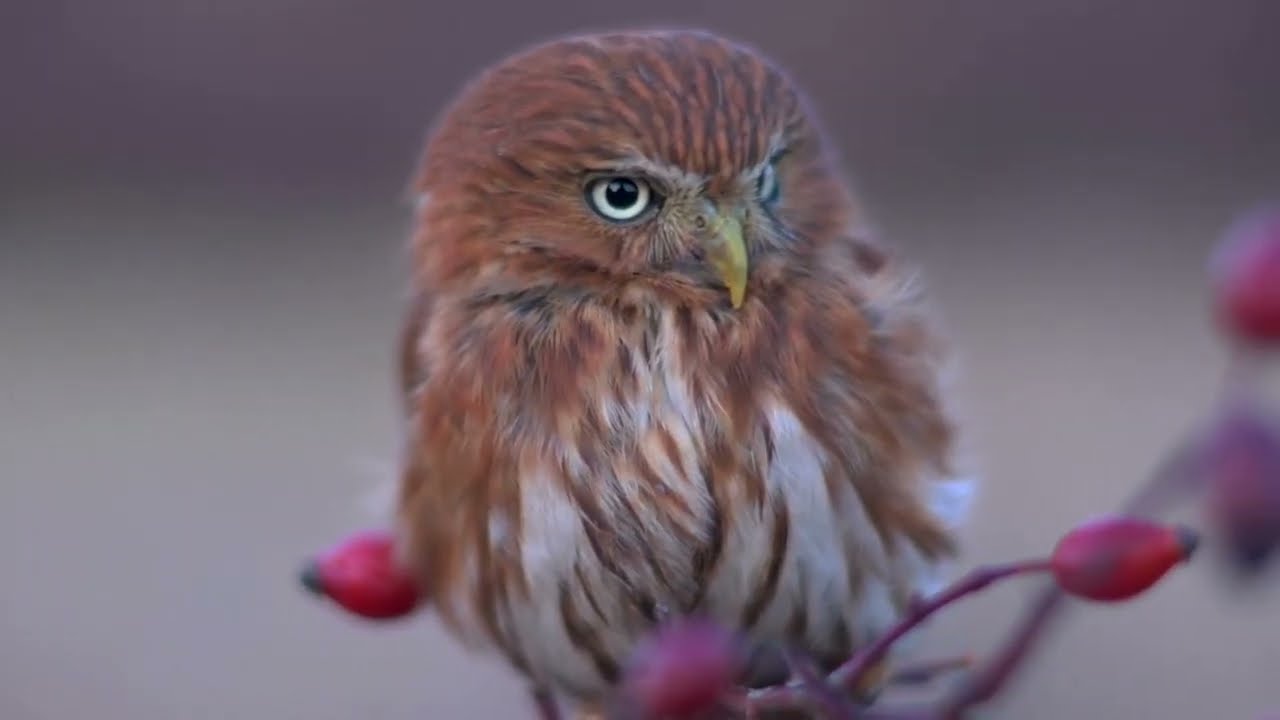 Elf Owl, smallest owl in the world
