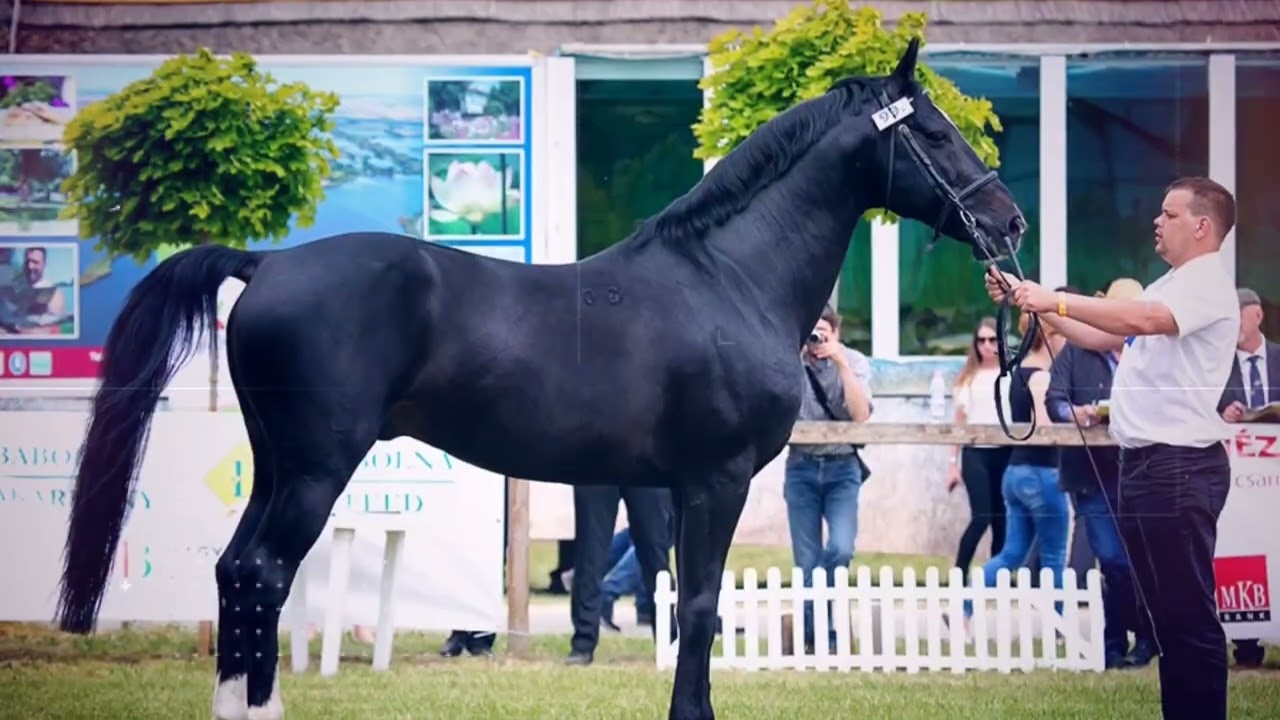 Beautiful Furioso-North Star Horses