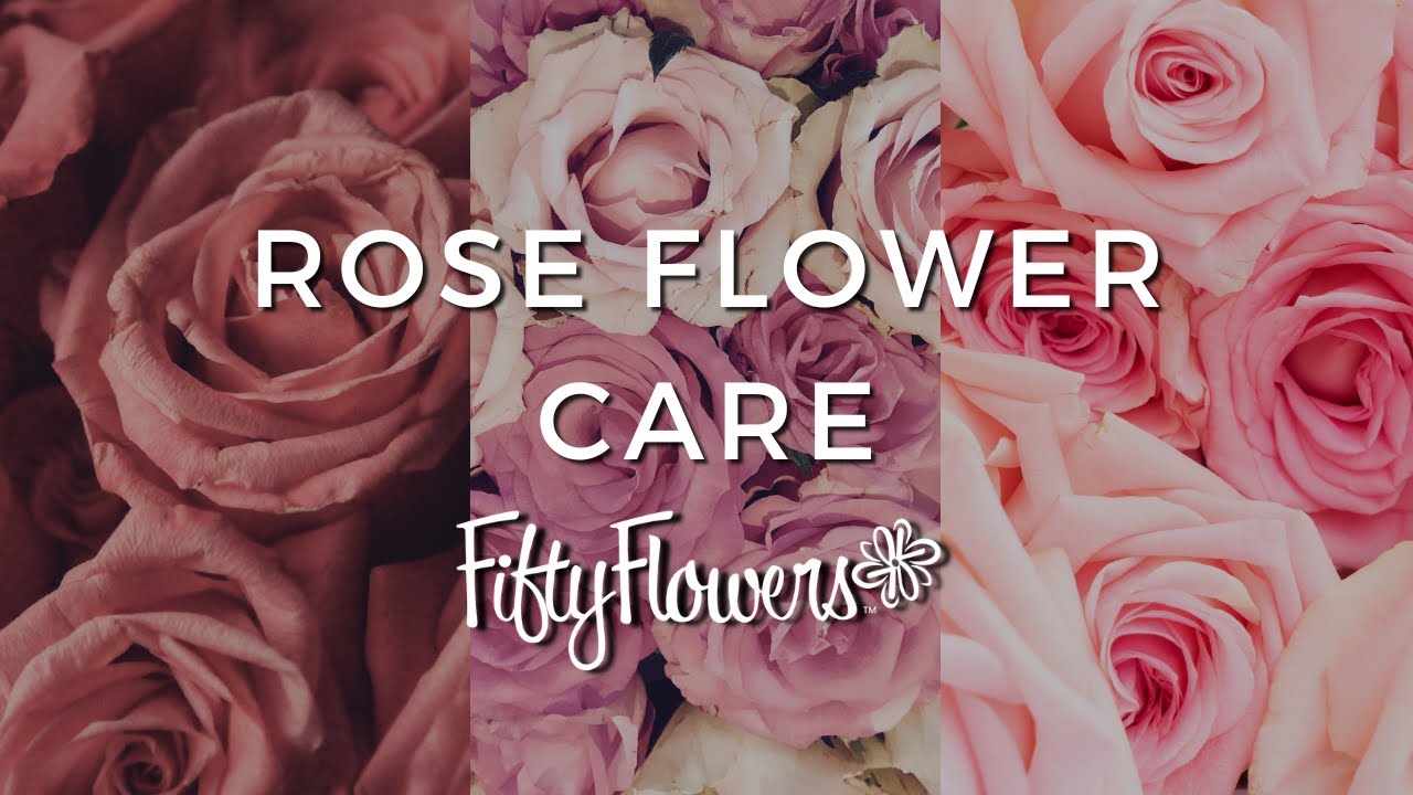 Flower Care - Roses