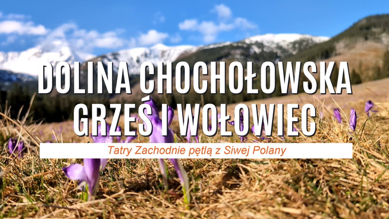 Grześ i Wołowiec przez Dolinę Chochołowską w Tatrach z krokusami w tle