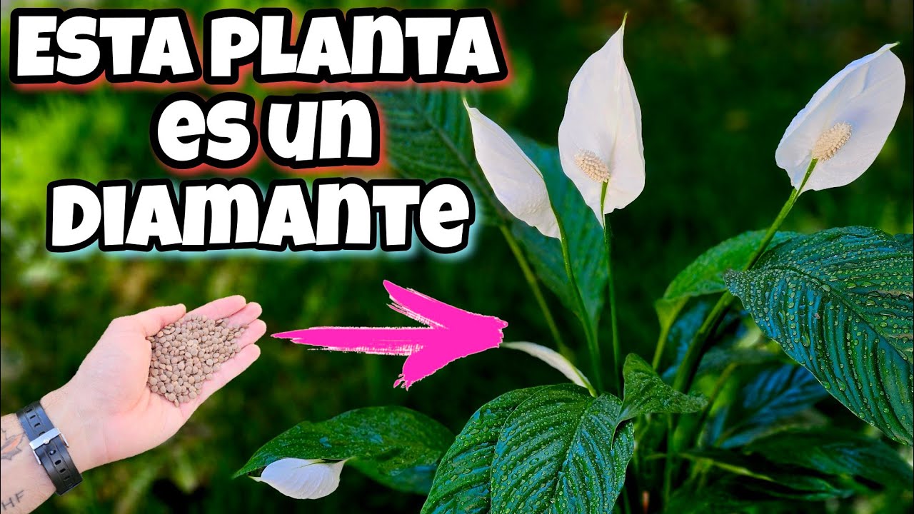 REVELAN LOS SECRETOS de tener esta PLANTA en tu hogar! Usos y Cuidados del Espatifilo