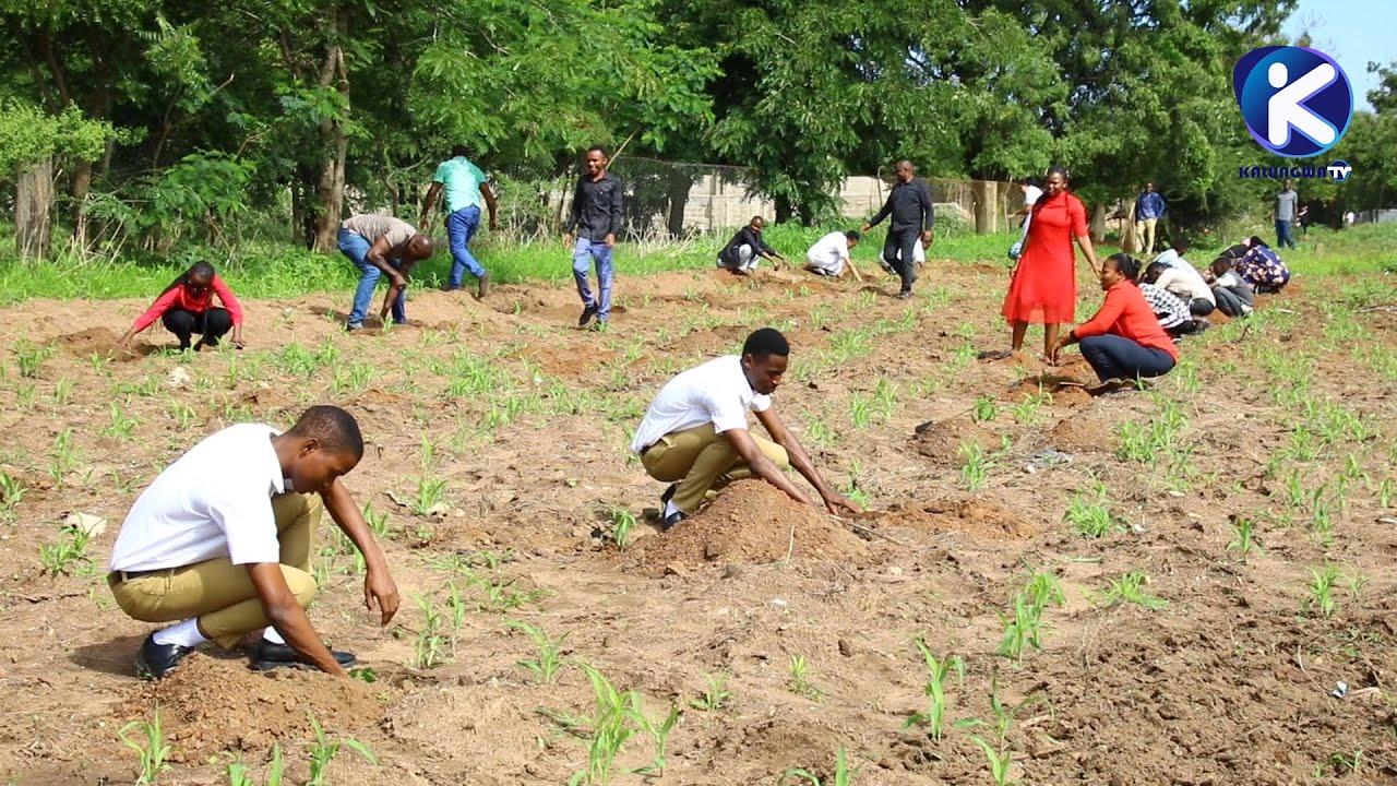 MIAKA 63 YA UHURU: CHUO CHA SAYANSI ZA AFYA KOLANDOTO WAPANDA MITI
