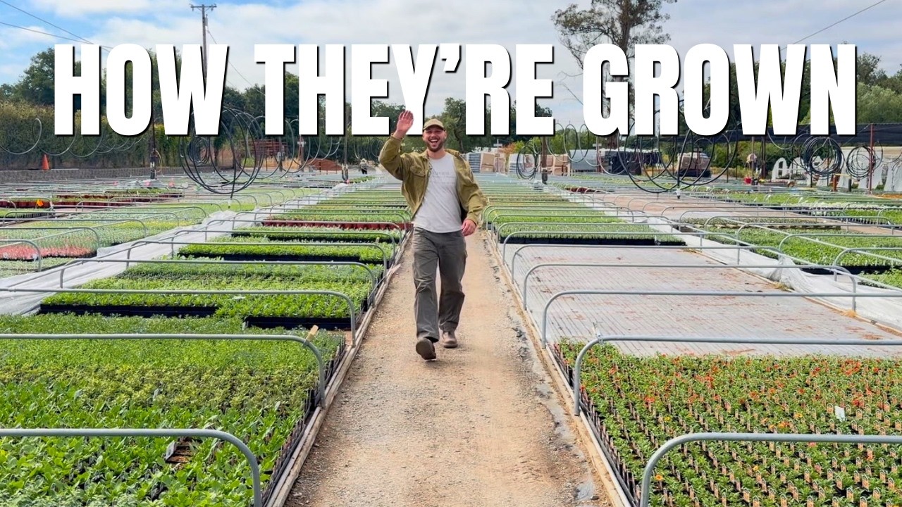 Where Garden Center Plants Really Come From 🌸 Blooms Nursery Tour