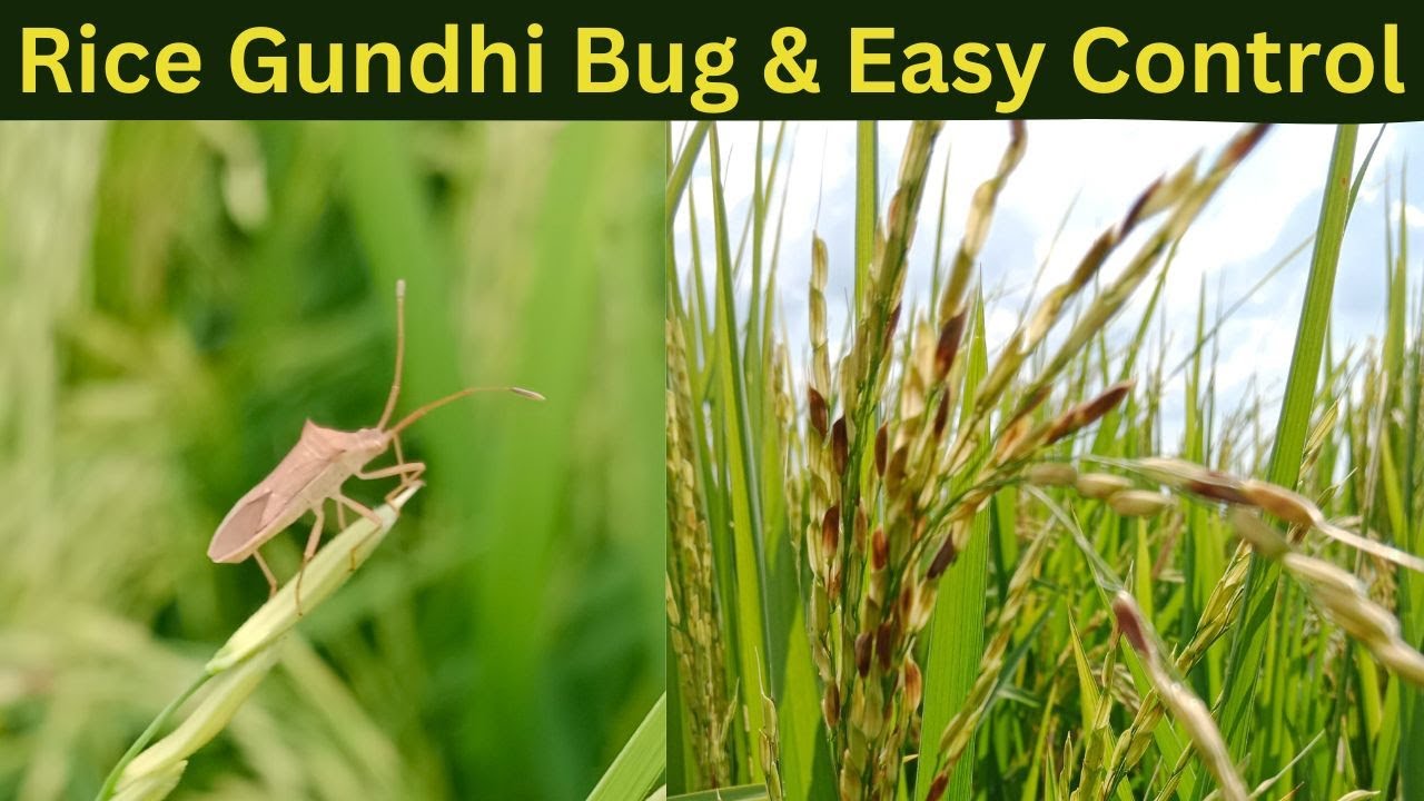 Rice Gundhi Bug & It's Easy Management.
