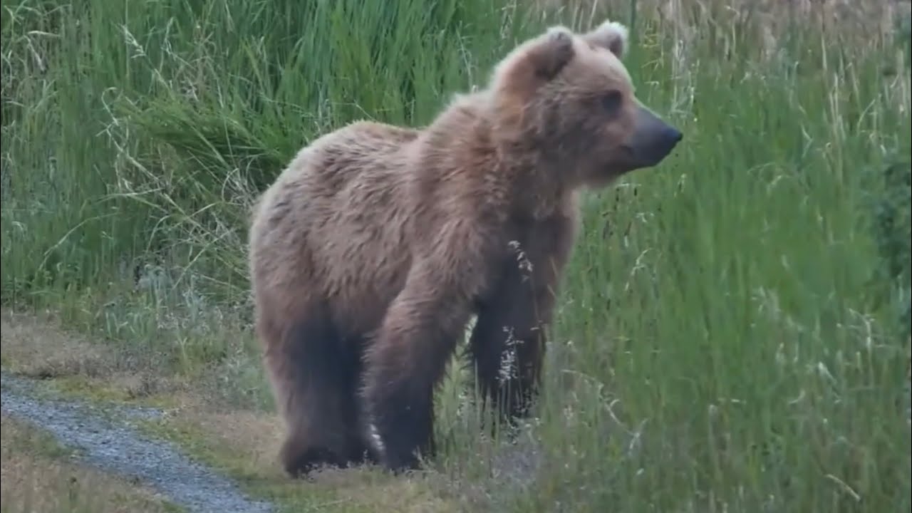 Katmai 6-22-25.  Bear 806M Explores Around Boats & Roams on the KRV Cam.  explore.org