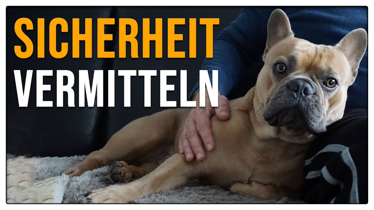 Sicherheit im Dunkeln vermitteln - was wenn der Hund Angst hat -  TGH 232