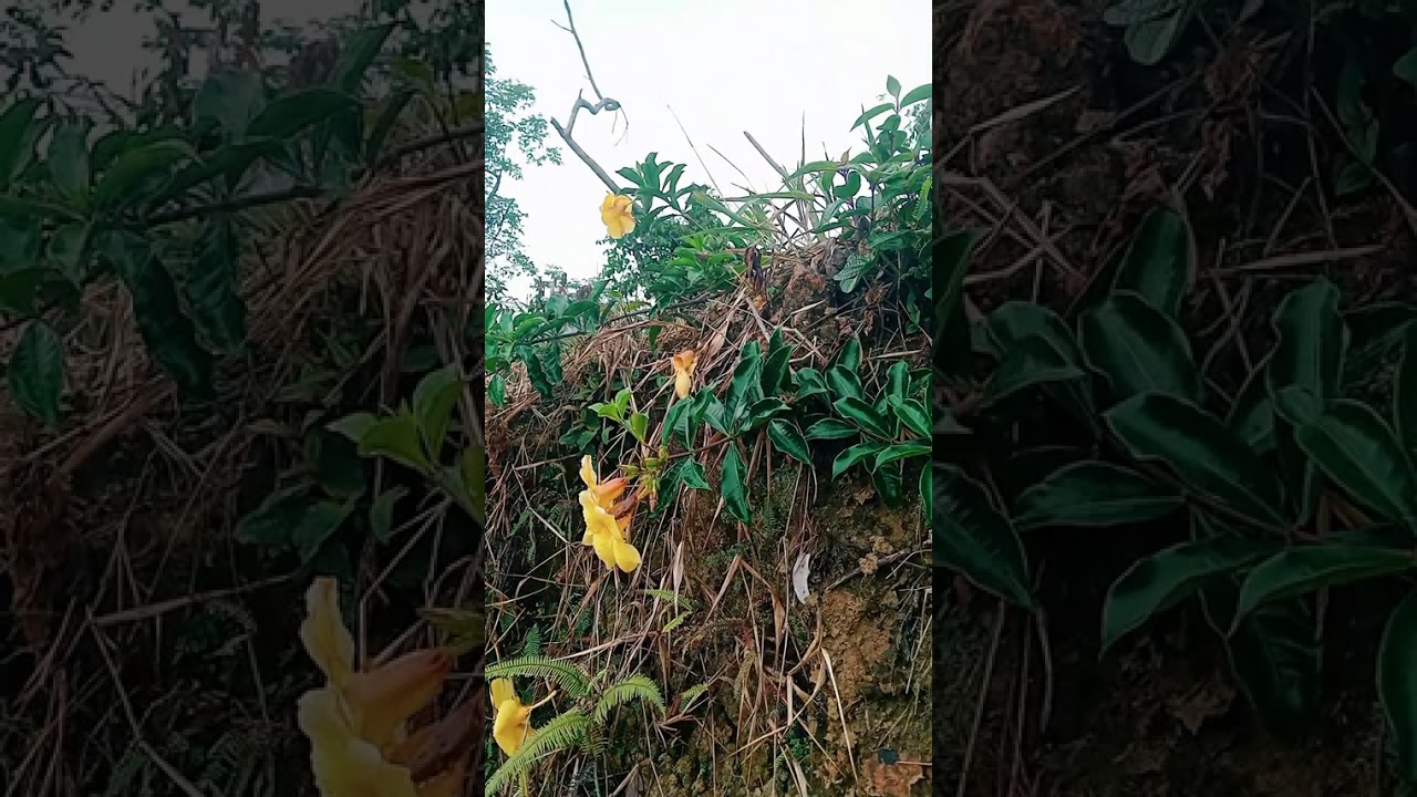 El rancho humilde 