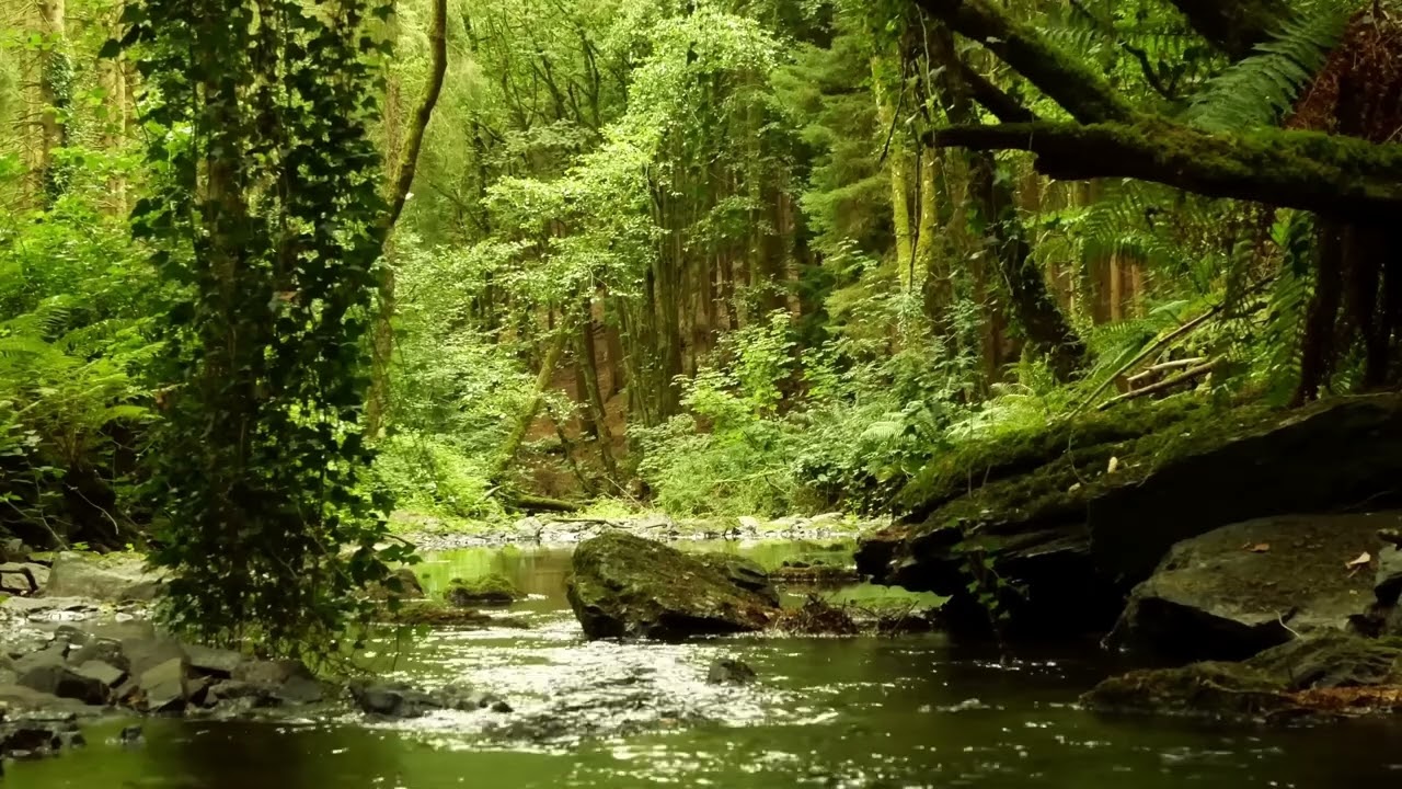8 Hours of Relaxing nature sounds and birdsong